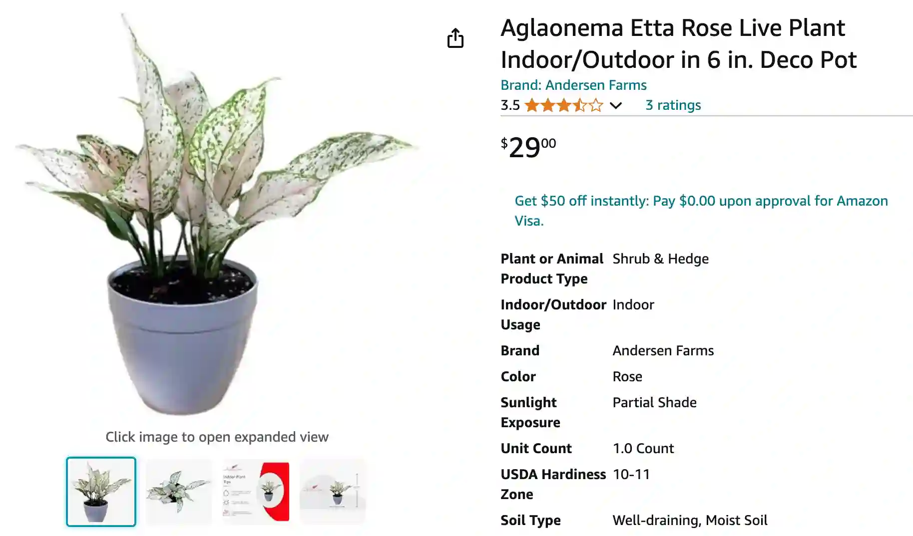 Aglaonema Etta Rose | Monsteraholic