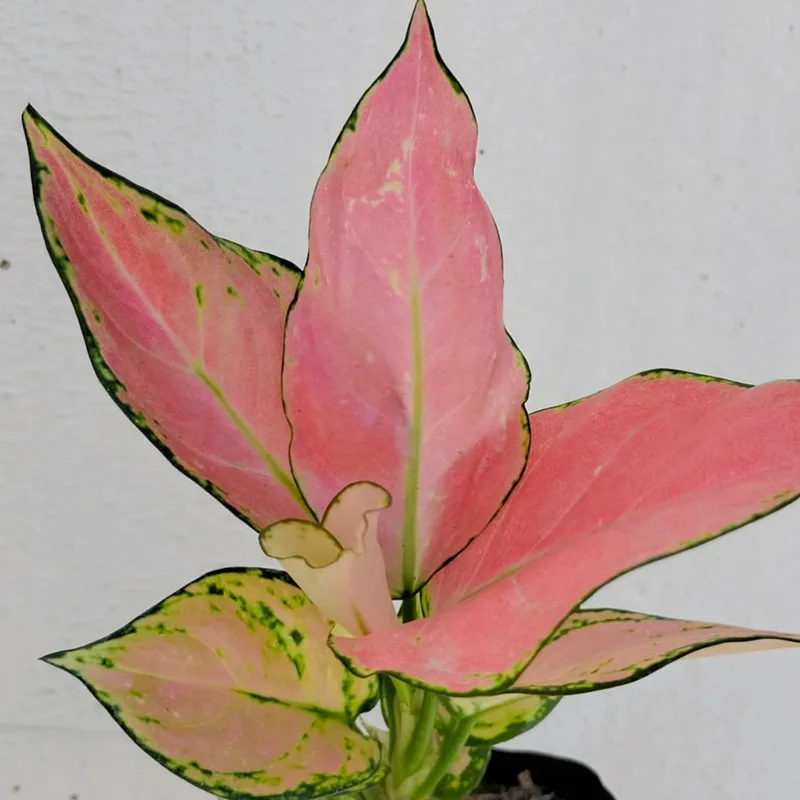 Aglaonema Favonian