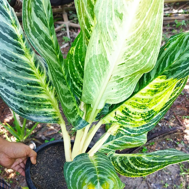 Aglaonema Golden Madonna