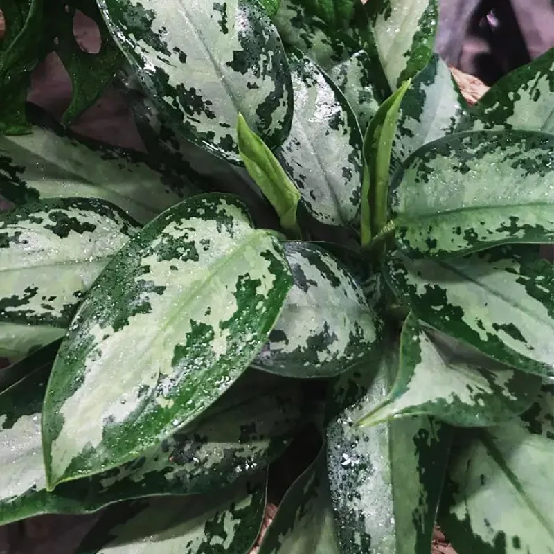 Aglaonema Jubilee