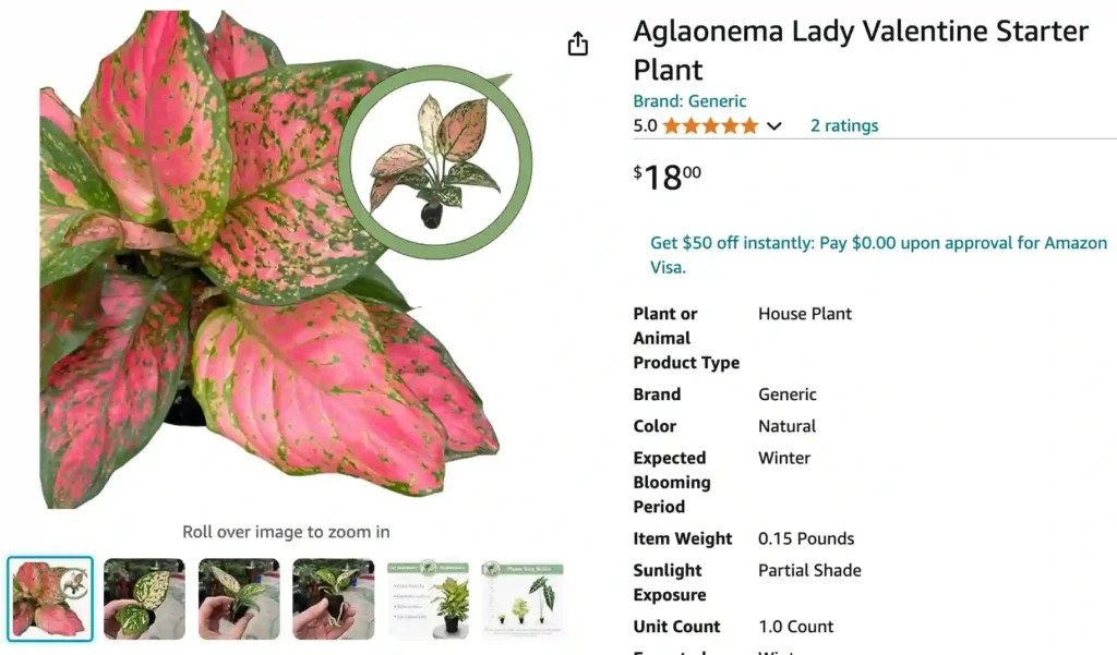 Aglaonema Lady Valentine | Monsteraholic