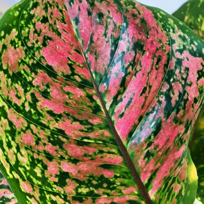 Aglaonema Lady Valentine