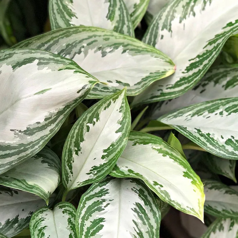 Aglaonema Leprechaun