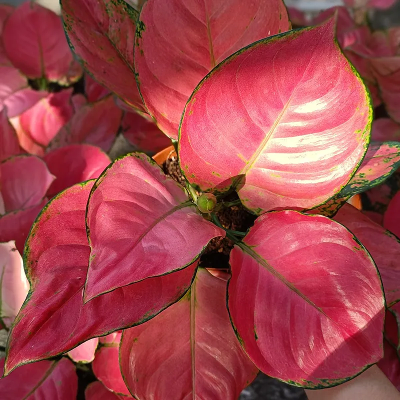 Aglaonema Lucky Red