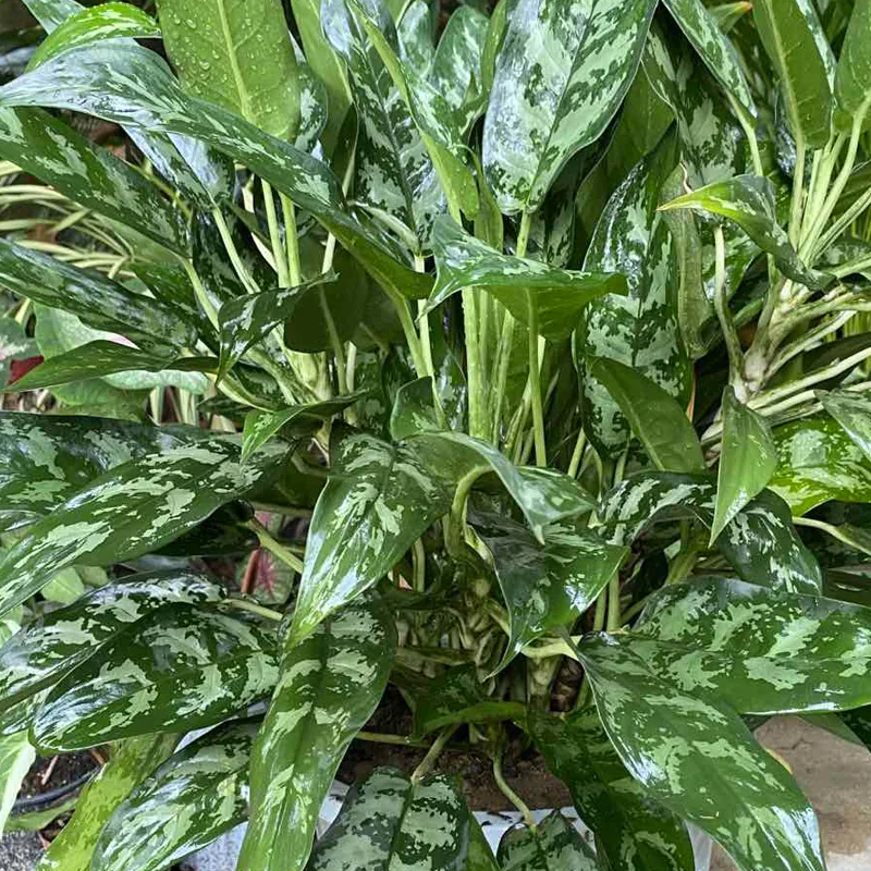 Aglaonema Mary Ann