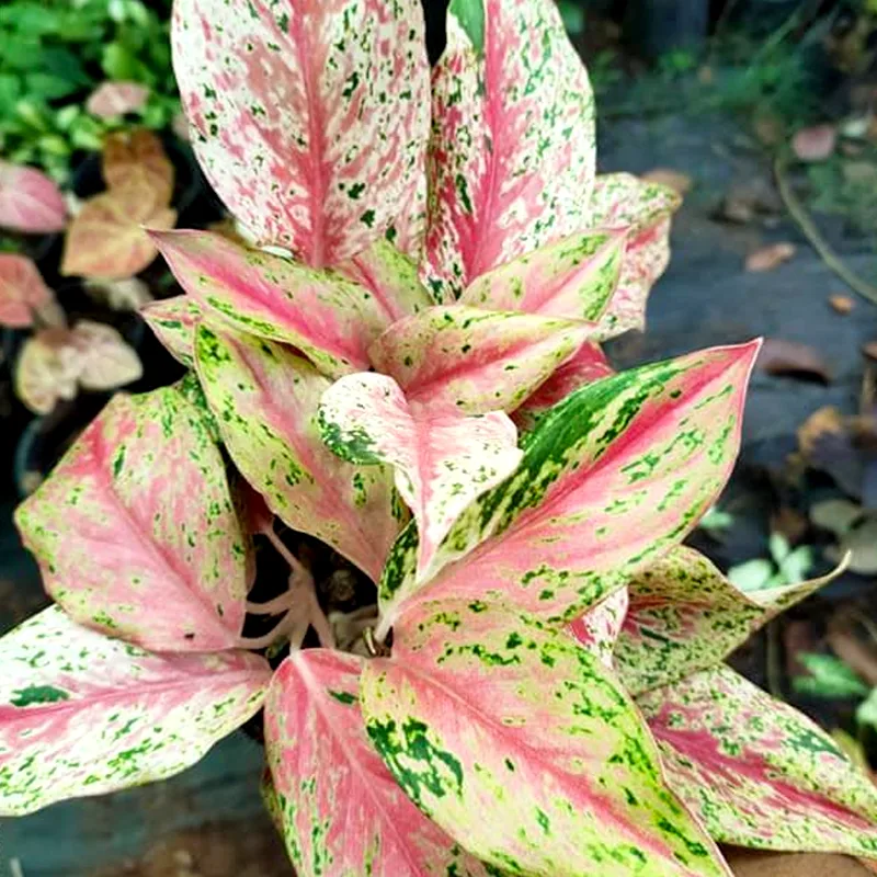 Aglaonema Pink Lady