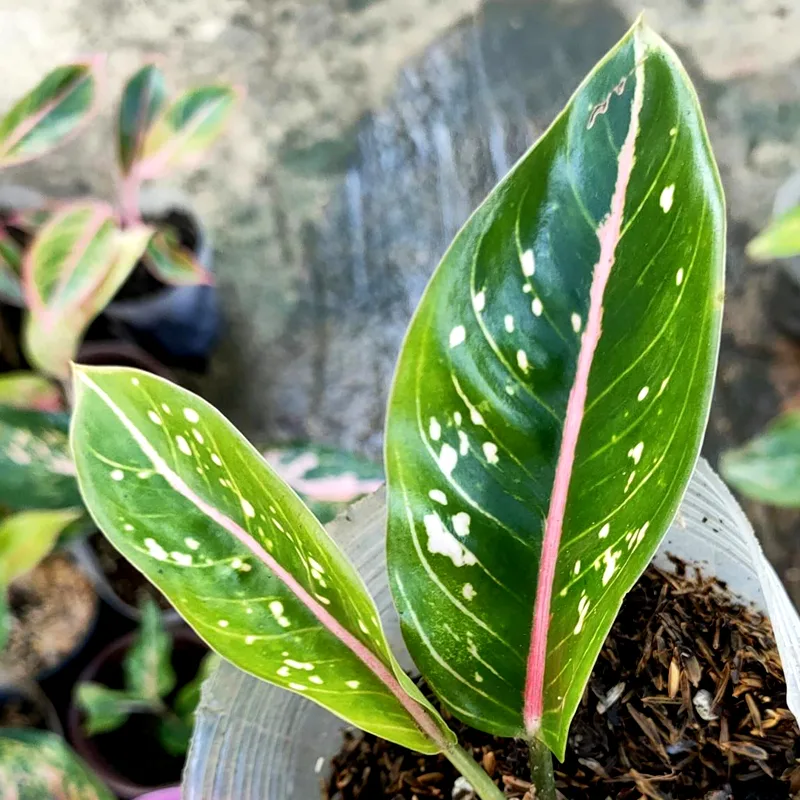 Aglaonema Pink Moon