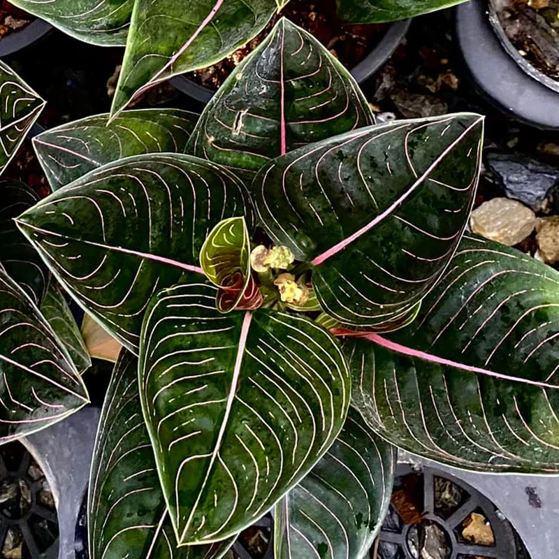 Aglaonema Rotundum