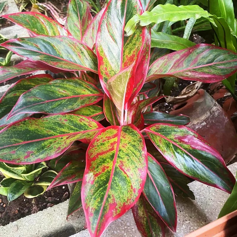 Aglaonema Siam Aurora