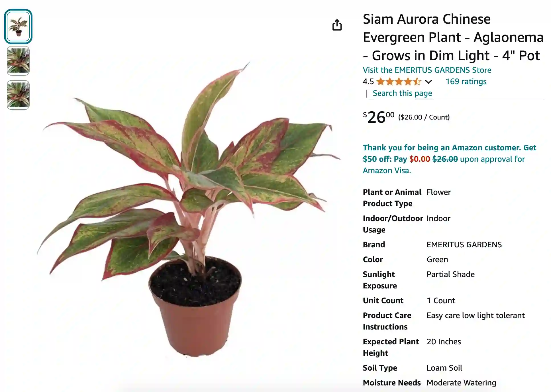 Aglaonema Siam Aurora | Monsteraholic