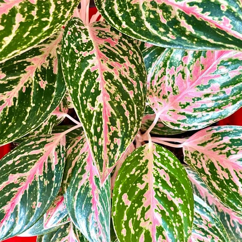 Aglaonema Sparkling Sarah