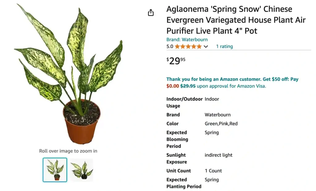 Aglaonema Spring Snow | Monsteraholic