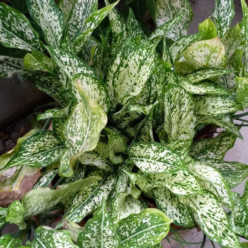 Aglaonema Spring Snow