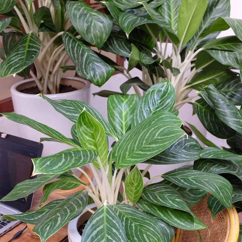 Aglaonema Stripes