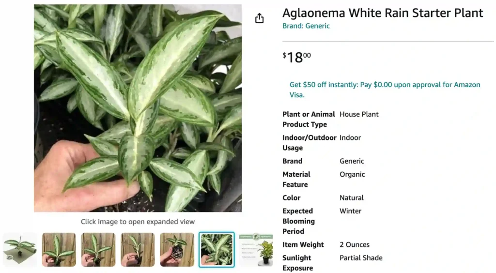 Aglaonema White Rain | Monsteraholic