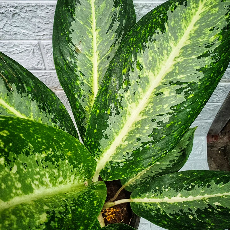 Plant FAQs: Aglaonema White Rain