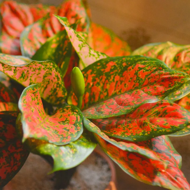 Aglaonema Wishes