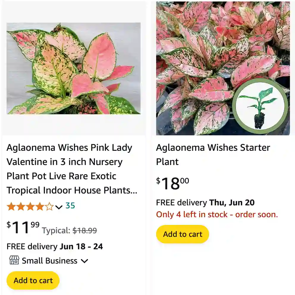 Aglaonema Wishes | Monsteraholic