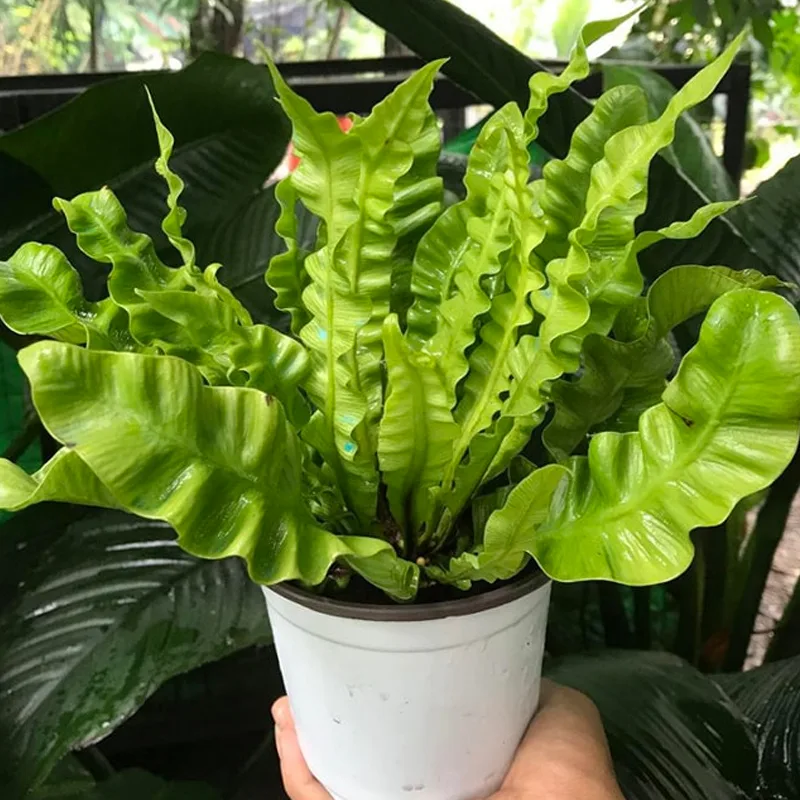 Asplenium Antiquum