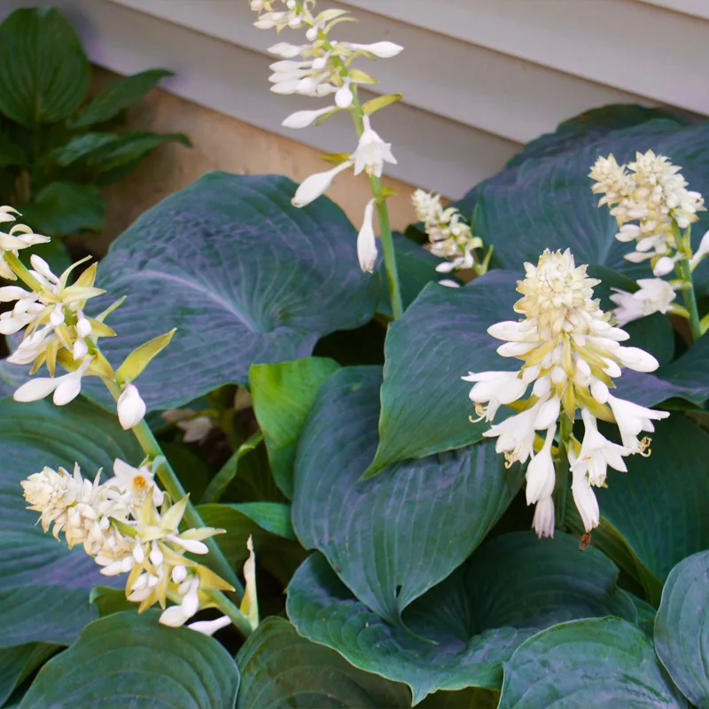 Blue Angel Hosta