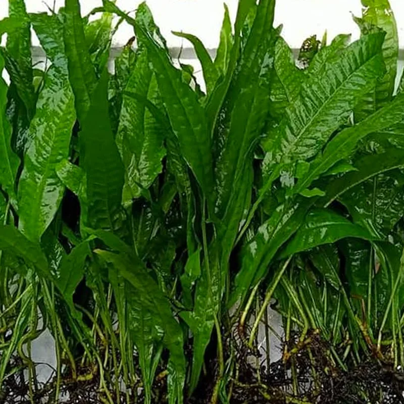 El Nino Fern