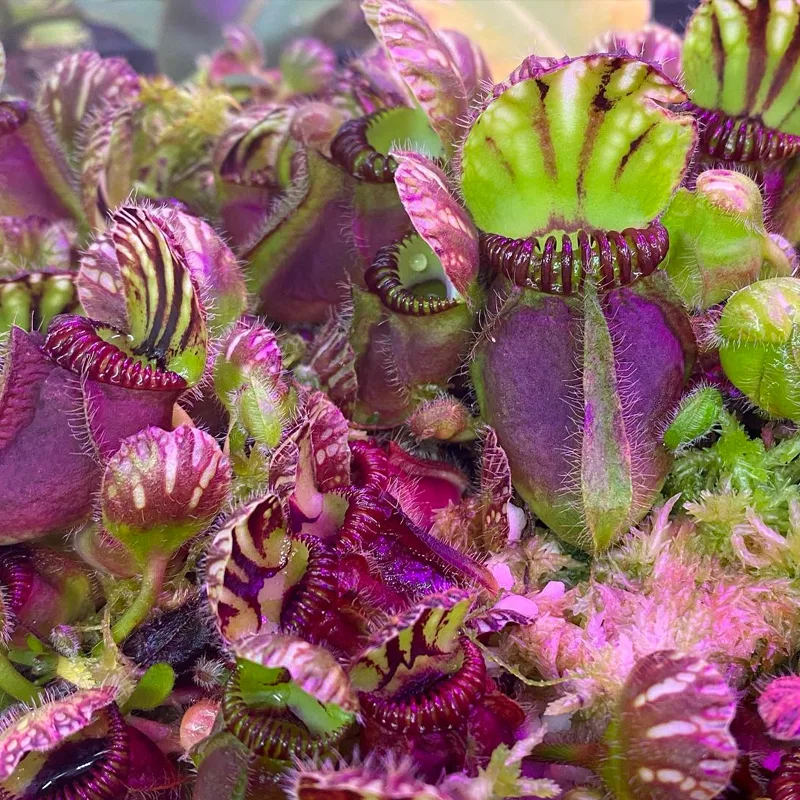 Cephalotus Follicularis