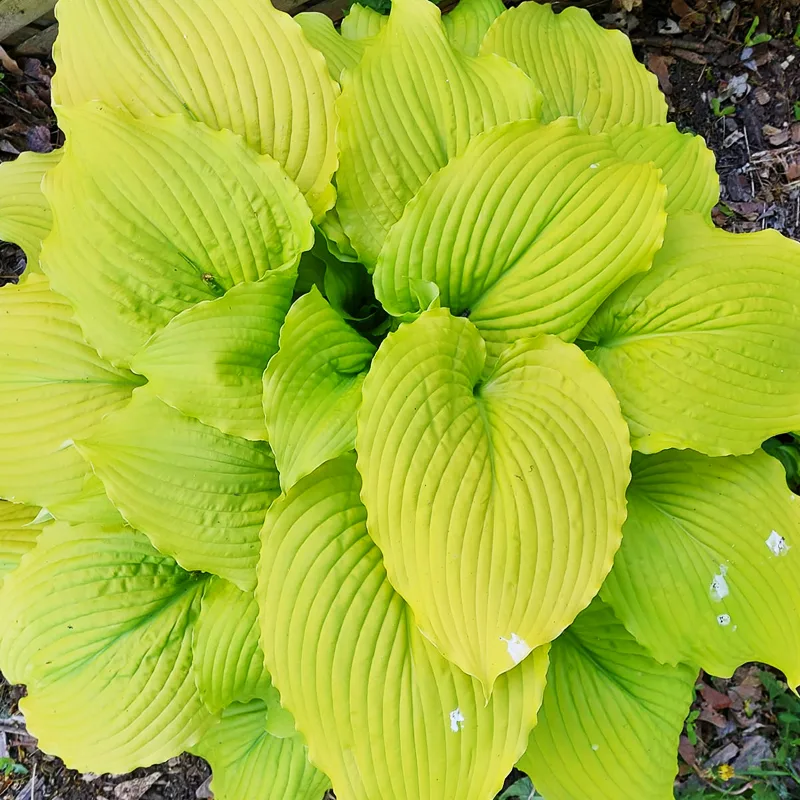 Coast To Coast Hosta