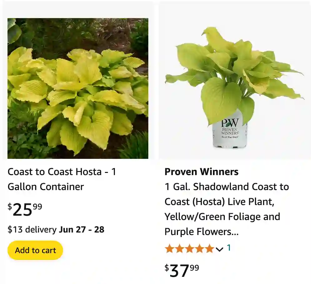 Coast To Coast Hosta | Monsteraholic