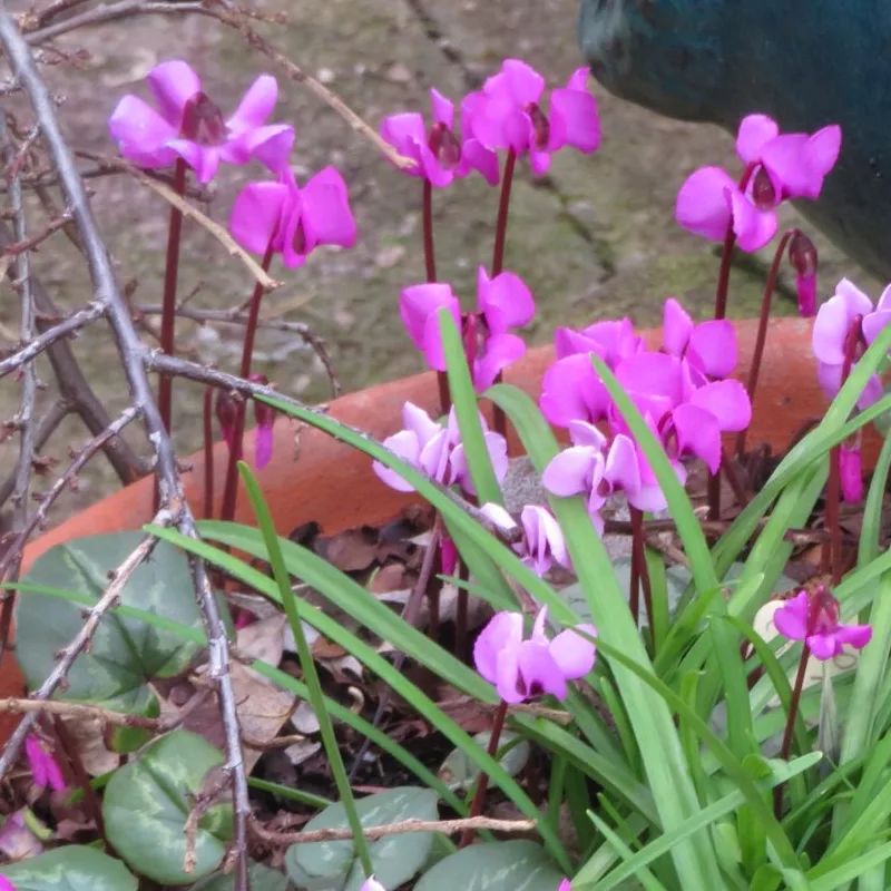 Cyclamen Coum