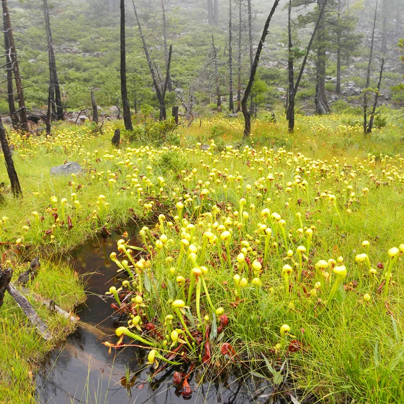 Darlingtonia Californica