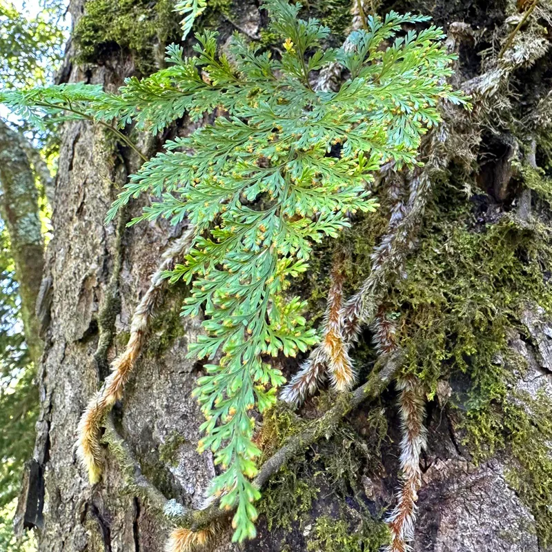 Davallia Trichomanoides