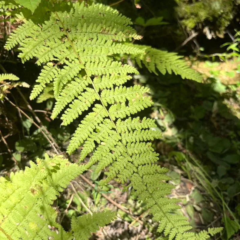 Dennstaedtia Punctilobula