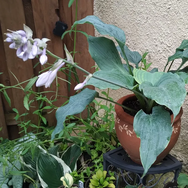 Diamond Lake Hosta