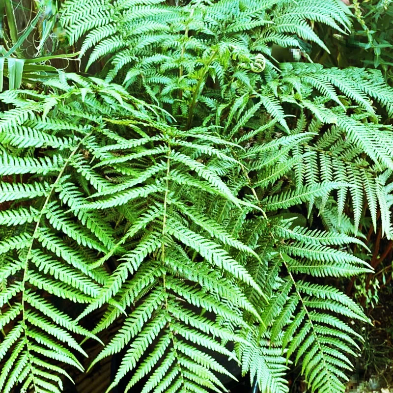 Dicksonia Antarctica