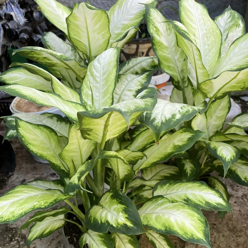 Dieffenbachia Camille