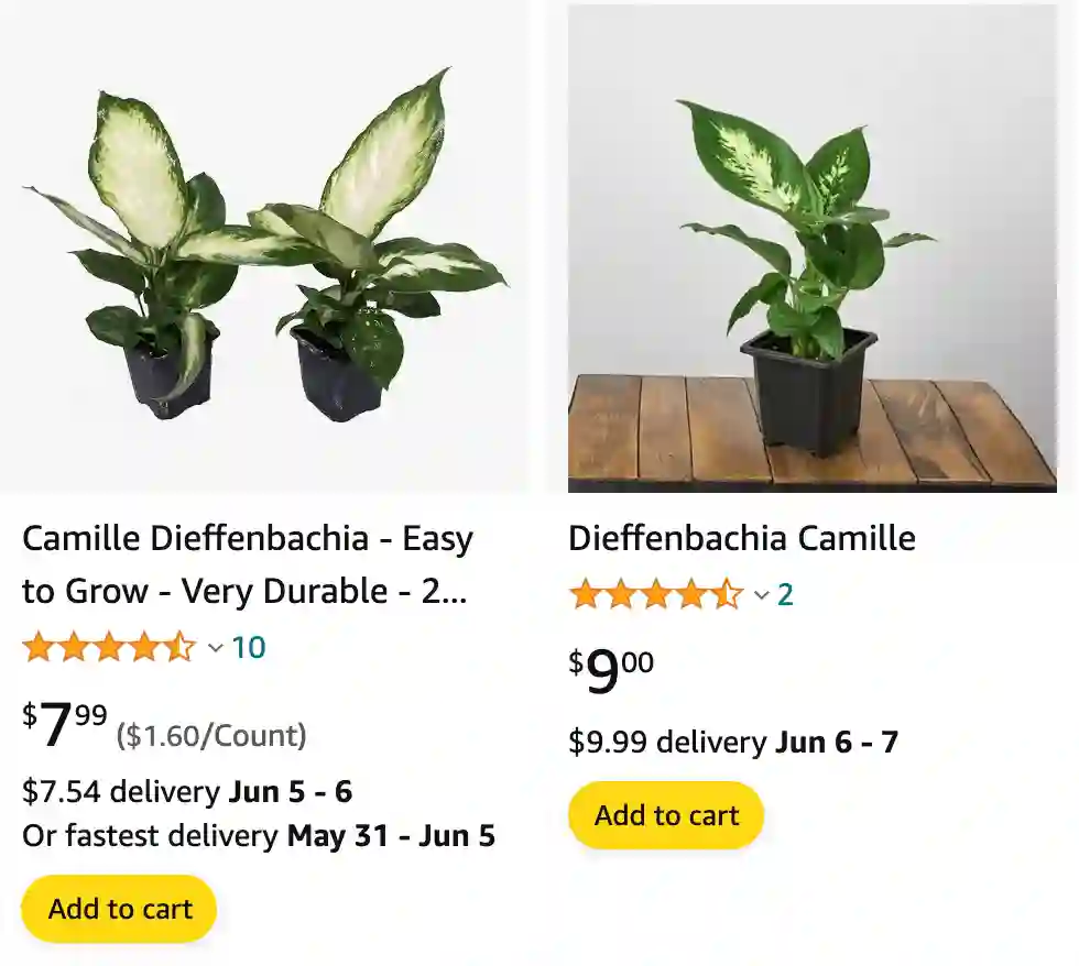 Dieffenbachia Camille | Monsteraholic