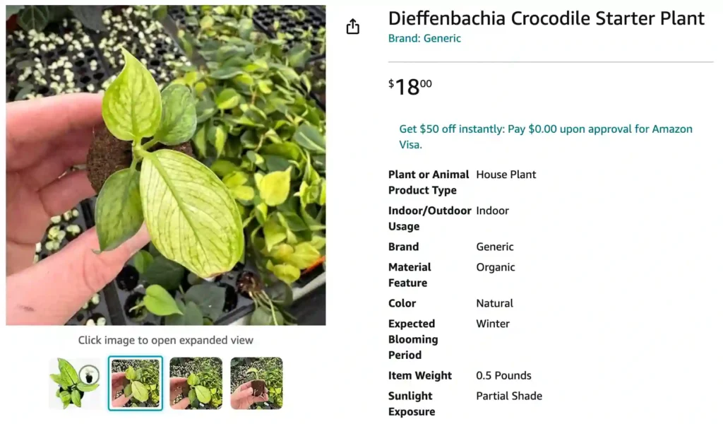 Dieffenbachia Crocodile | Monsteraholic