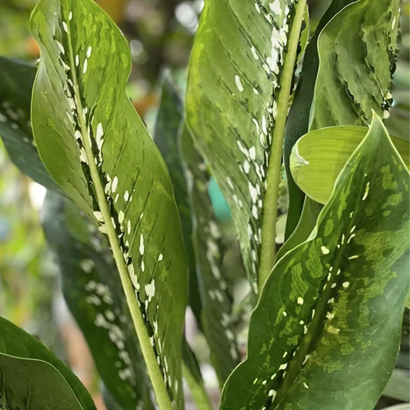 Dieffenbachia Crocodile