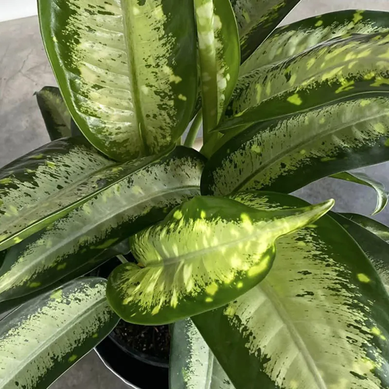 Dieffenbachia Panther