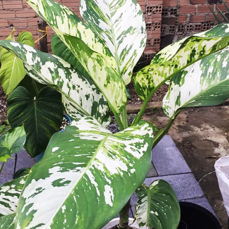 Dieffenbachia Puerto Rico