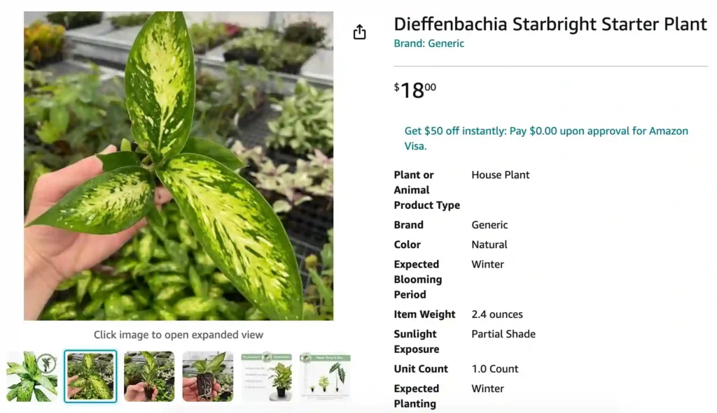 Dieffenbachia Starbright | Monsteraholic