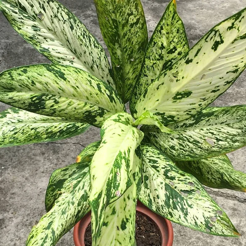 Dieffenbachia Starbright