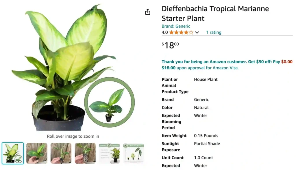 Dieffenbachia Tropic Marianne | Monsteraholic