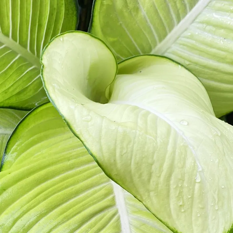 Dieffenbachia Tropic Marianne