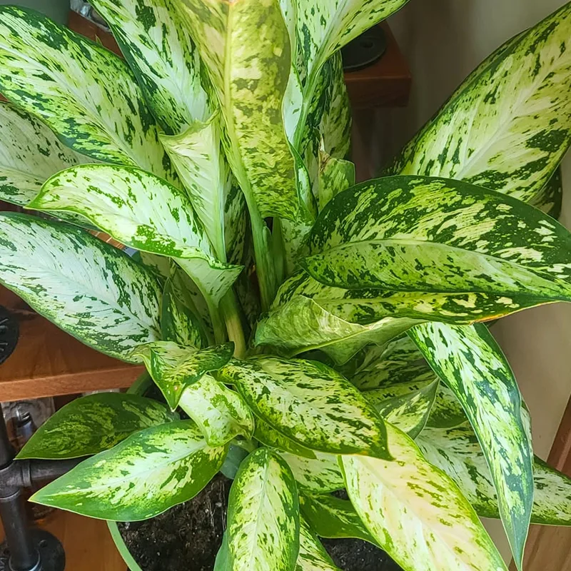 Dieffenbachia Vesuvius