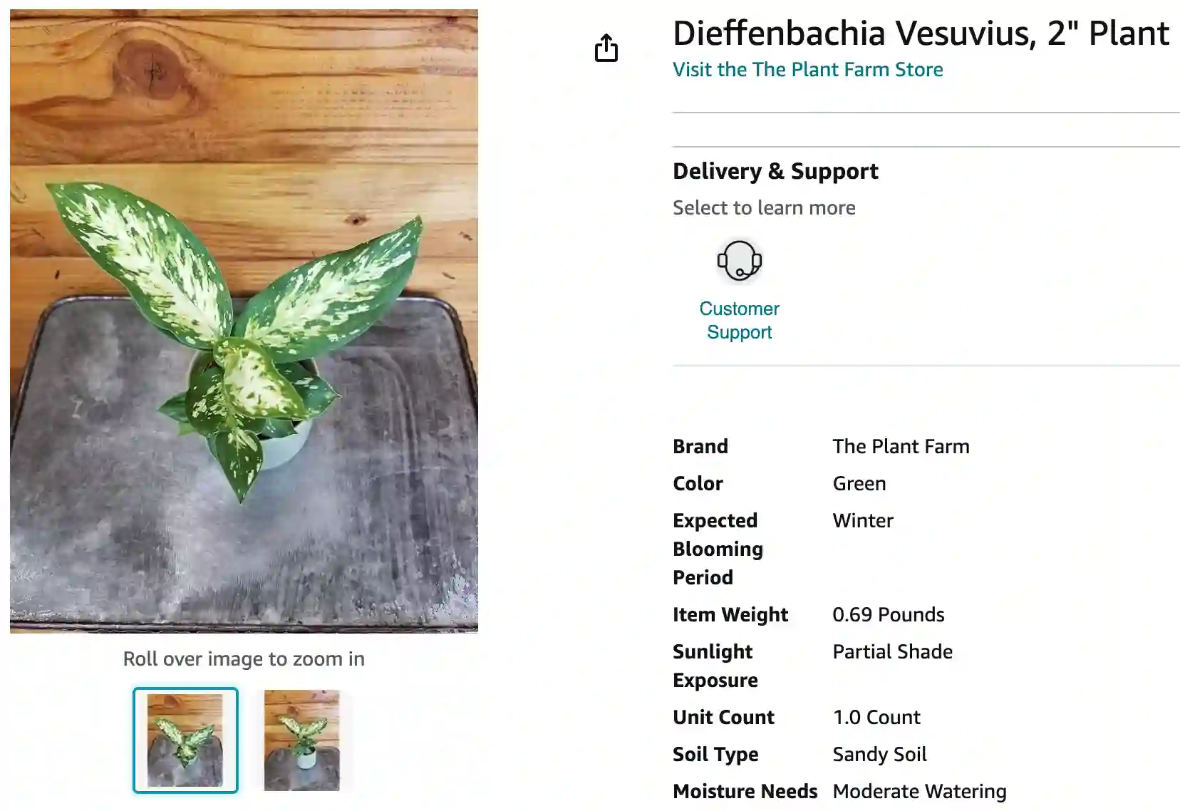 Dieffenbachia Vesuvius | Monsteraholic