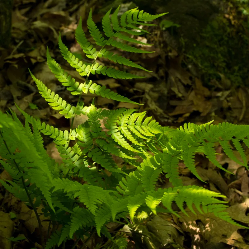 Dryopteris Marginalis