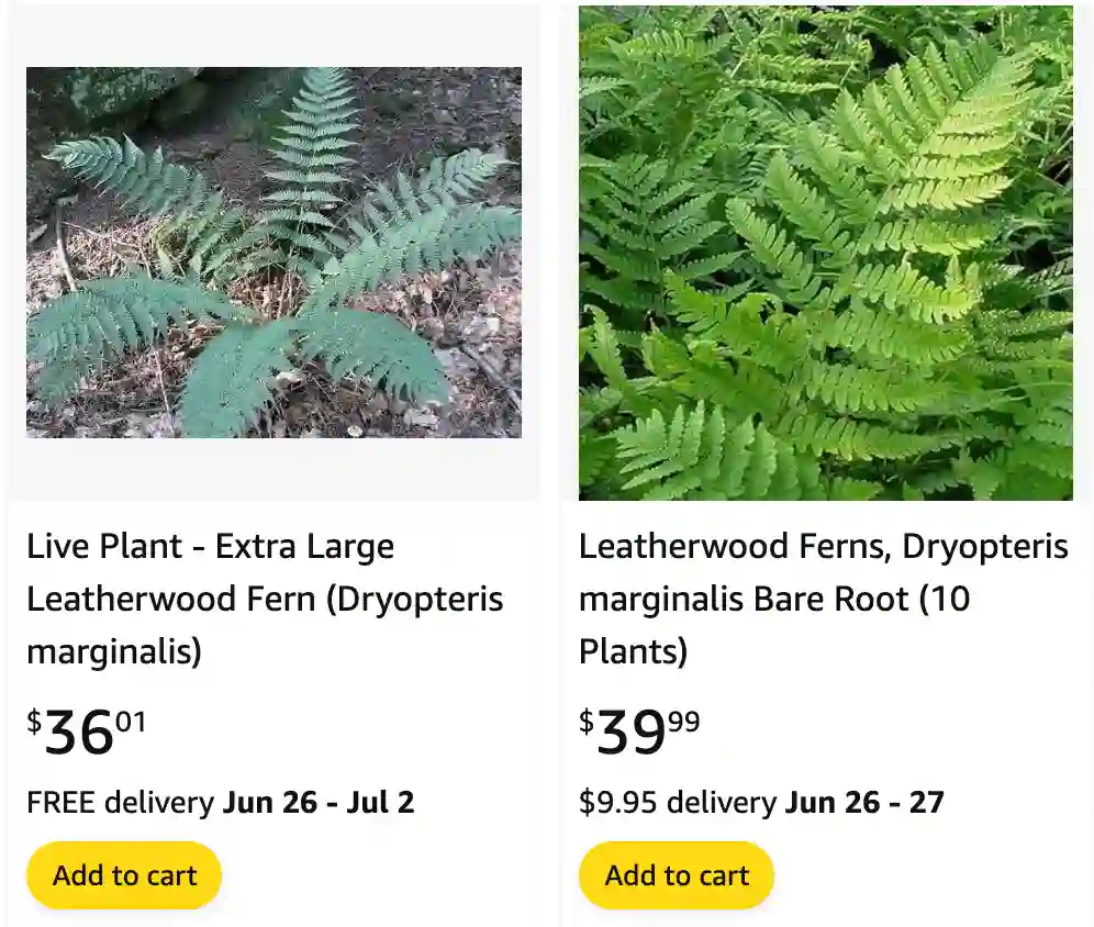 Dryopteris Marginalis | Monsteraholic