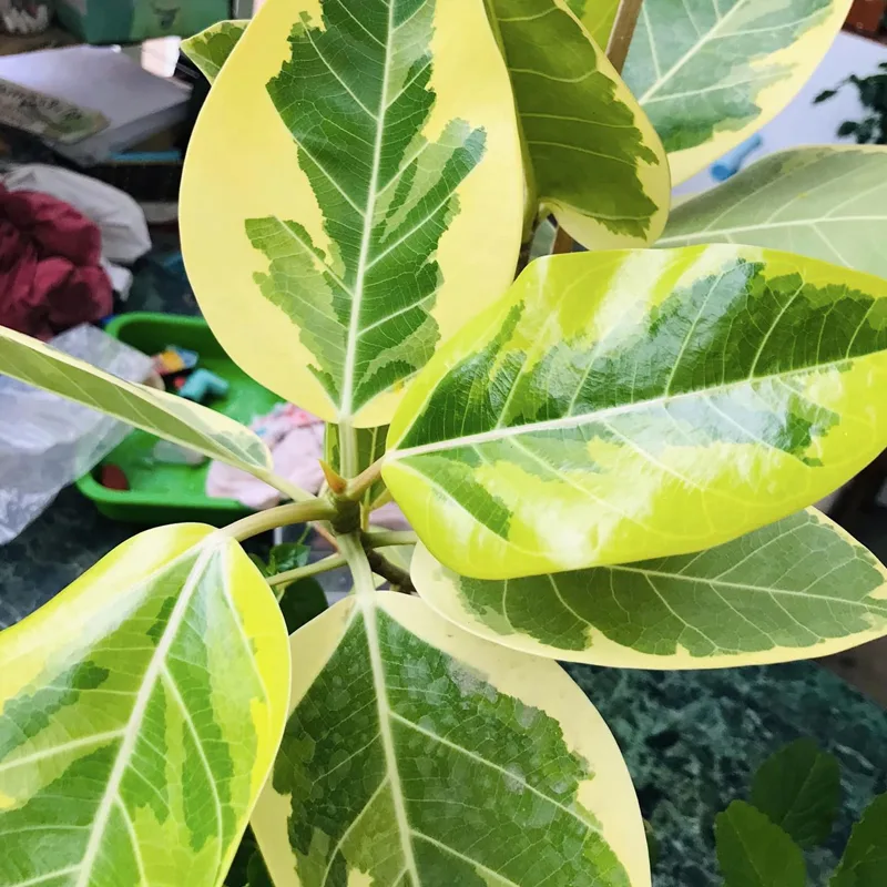 Ficus Altissima