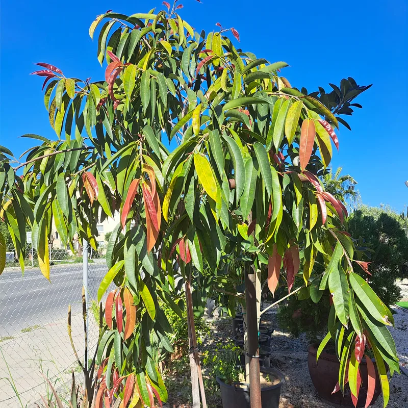 Ficus Amstel King